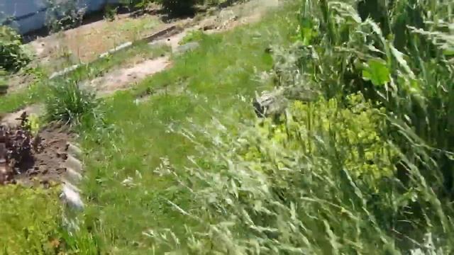 Пруд. Какие цветы расцвели возле пруда на сливной яме смотреть онлайн