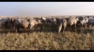 ???БОЙ БЫКОВ аулиекольской породы???