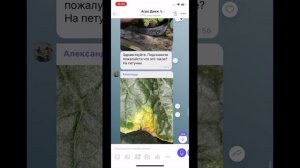 Срочно вынеси с теплицы - бактериоз томата