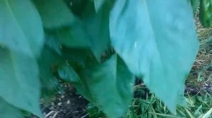 Мульча и слизни