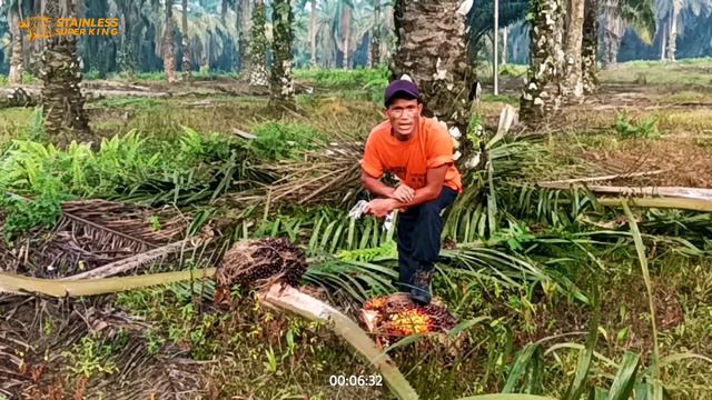 SKILL MEMANEN KELAPA SAWIT TINGGI 45 KAKI.! MENGGUNAKAN STAINLESS S KING EGREK SUPER TAJAM смотреть онлайн