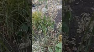 фламинго розовый клён