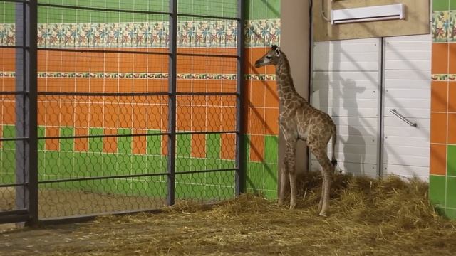 Маленький жираф, Красноярск смотреть онлайн