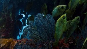 Blue Planet S02E01 One Ocean