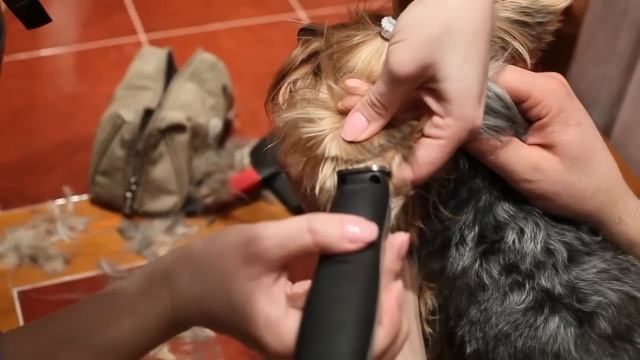 стрижка йорка 2.mp4