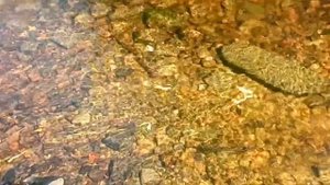 Форель на кольском полуострове мечет икру прямо в ручье на лесной дороге