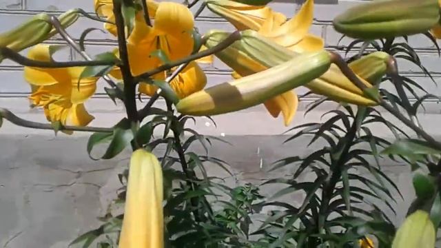 Трубчатая лилия Оранжевая Планета Tubular lily Orange Planet смотреть онлайн