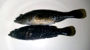 РОТАН! Польза и вред! Вся правда о ротане.??