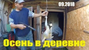 Осень в деревне  // Жизнь хозяйства