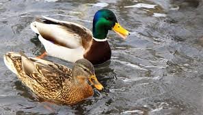 Пермские уточки. #пермь #утки