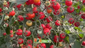 Бомбический супер-черри томат!