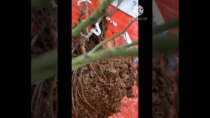 Розы уценка, из питомника Розы вдохновения! Я довольна)