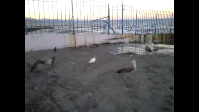 Крым, Алушта, ЗАКАТ солнца, море, чайки, пристань - со смартфона смотреть онлайн