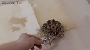 ЛЯГУШКИ ЕДЯТ ГЛАЗАМИ.