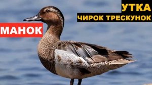 ?ЗВУК (ГОЛОС) УТКА ЧИРОК ТРЕСКУНОК 2
