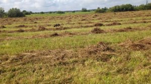 Курцаар в поле. Работа легавой в поле