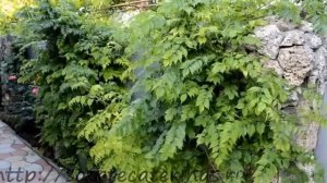 Кампсис или текома очень красивая цветущая лиана.