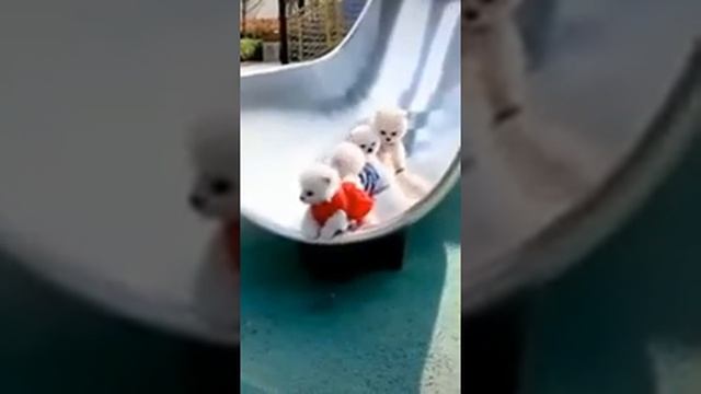 Смотрим на МИЛАШЕК!!! Очень милые СОБАЧКИ!!!