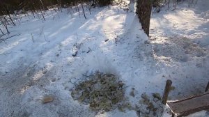 Кормим кабанов. Февраль 2023