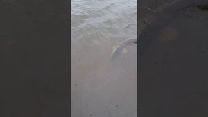 Рыбалка в Нефтеюганске