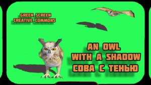 СОВА С ТЕНЬЮ видео Green Screen футаж. ХРОМАКЕЙ АНИМАЦИЯ на зелёном фоне.