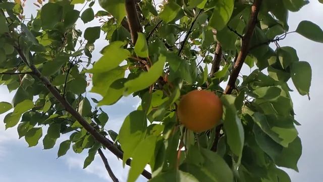 Сигнальное плодоношение абрикоса Цунами