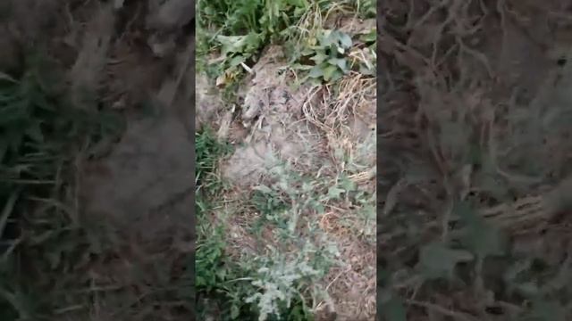 вермидело или как я улучшаю свою почву.