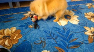 Каприз Души Люмьер (4,5 месяца ) померанский шпиц продажа