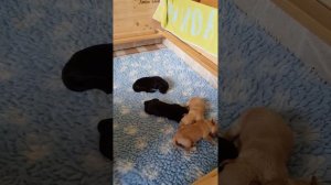 Doodle-Zucht Funke-Wehmeier labradoodle Goldendoodle
