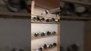 Пермские белоголовые голуби