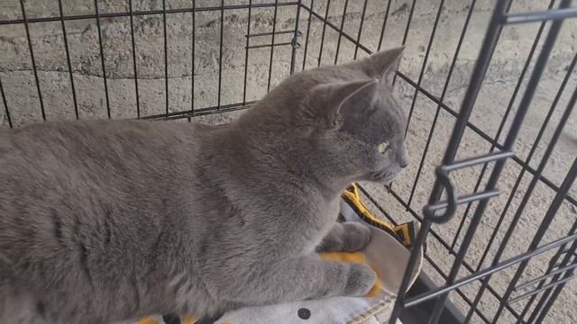 Собака -спинальник Альма объедает кота Харитона смотреть онлайн