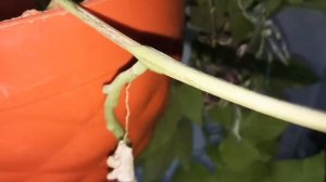 #sweetpotato #vine #Angelgarden #buddagarden