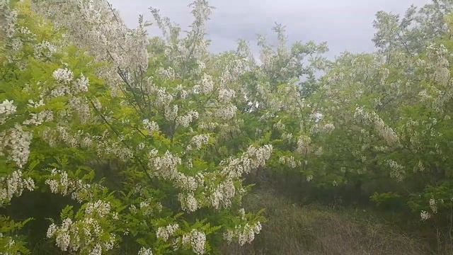 Акація - символ Одеси , дерево з Райського Лісу... смотреть онлайн