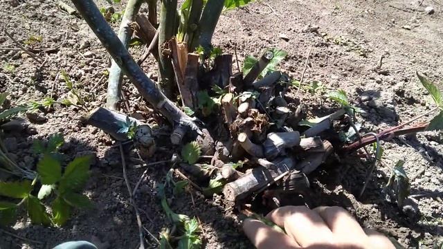 формирование побегов замещения у ежевики!