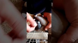 Голуби. Проверил новый способ определить пол взрослых особей, ???ЗАЧЁТ!!!