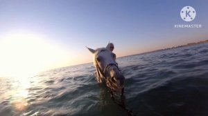 ?✌?Купание с  ?лошадьми на Рассвете. Египет??. Хургада.mp4