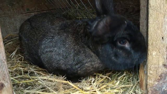 Кролики на даче. Мой любимый кроль - царь потомства. смотреть онлайн