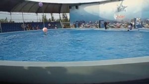 дильфинарий №1 дильфини очень круто