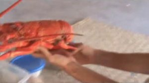 Кантон атолл.Тихий океан.Кирибати