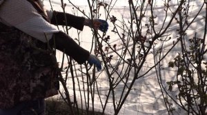 обрезка роз питомник роз полины козловой rozarium.biz, Pruning roses in Austin, sort of James Galwa
