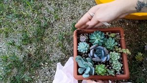 Садик из суккулентов: высаживаю растения из последней посылки и показываю свои садики