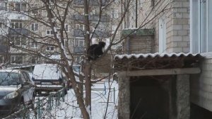 Кот готовятся к марту | Cat preparing for the March