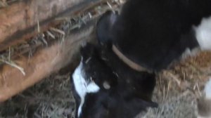 Породы коров в России/Какую корову купить/ Выбираем породу коров/ Лучшие породы коров/Цены на коров