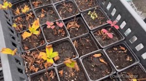 Как зимуют мои гортензии в кашпо