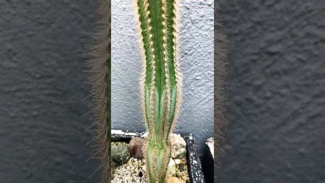 Pilosocereus Pachycladus#shorts