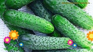 Огурец Герман F1. Краткий обзор, описание характеристик, где купить семена cucumis sativus Herman F