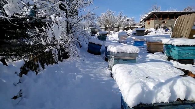 Пчеловодство для начинающих. Секрет зимовки пчел Подготовка пчел к зимовке. Причины плохой зимовки смотреть онлайн