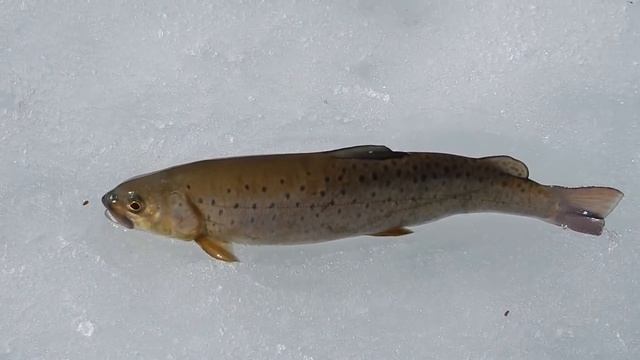 Рыбалка в Приморье. Последний лёд. Река Арсеньевка. 26 - 28.03.2016 г. (с 2018 г.) смотреть онлайн