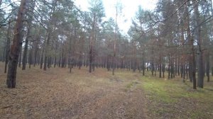 Экотропа _Большая сосновая_ Пермь. 1 часть. 22 сентября 2018