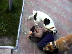 Сильная атака в наморднике двумя среднеазиатскими овчарками. Часть 1.